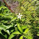 Mussaenda arcuata Flower