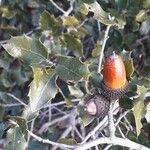 Quercus coccifera Fruit