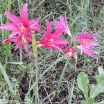 Zephyranthes bifida Облик