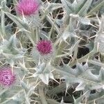 Cirsium douglasiiFlower