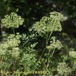 Cnidium silaifolium Flower