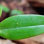 Angraecum angustipetalum Лист