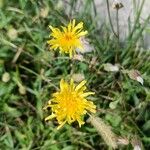 Sonchus arvensisFlors