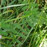 Coronilla varia Leaf