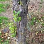 Malus domestica ᱪᱷᱟᱹᱞᱤ