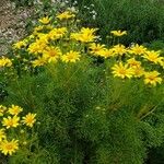 Coreopsis gigantea फूल