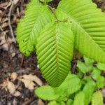 Nothofagus alpinaBlad