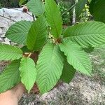 Mitragyna speciosa Leaf