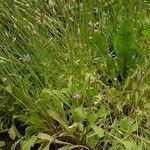 Crepis rubra Hábito
