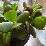 Crassula ovataبرگ