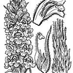 Orobanche laserpitii-sileris Other