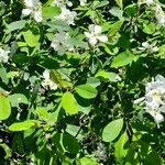 Exochorda racemosa Habit