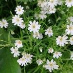 Moehringia ciliata Flower