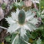 Eryngium giganteum Blüte