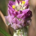 Polygala curtissii Flower