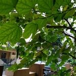 Bauhinia tomentosa Folha