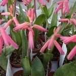 Lachenalia bulbifera 花