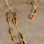 Erythrina abyssinica Fruit