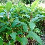 Koenigia polystachya পাতা