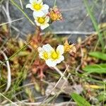 Saxifraga hypnoides Λουλούδι