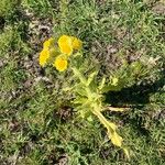 Tephroseris palustris Fula