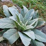 Verbascum boerhavii 叶