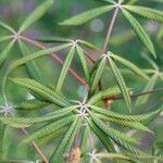 Aesculus × mutabilis Hoja
