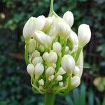 Agapanthus spp. Blomst