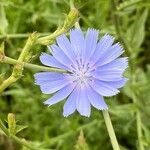 Cichorium endiviaFlower