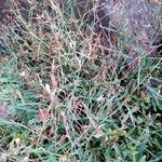 Lactuca inermis Feuille