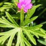 Geranium dissectum 叶