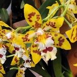 Oncidium altissimum 花