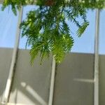 Dacrydium elatum পাতা