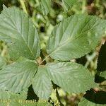 Rubus questieri Blad