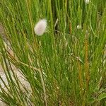 Lagurus ovatus 花