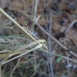Achnatherum calamagrostis Rinde
