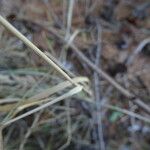 Achnatherum calamagrostis خشب