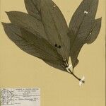 Rudgea stipulacea Fruit