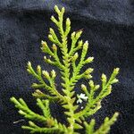 Selaginella chrysocaulos