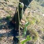 Convolvulus sagittatusLeaf