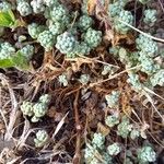 Sedum dasyphyllum Folha