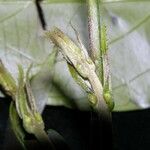 Banisteriopsis elegans Fruto