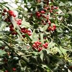 Ilex cornuta ഫലം