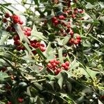 Ilex cornuta 果