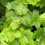 Rubus parviflorus Leaf