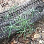 Lupinus angustifolius 葉