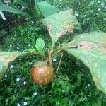 Solanum macrocarpon Fruit
