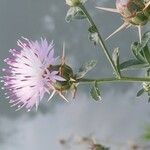 Centaurea iberica 花