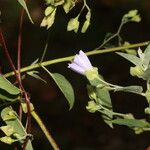 Jacquemontia pentanthos Květ