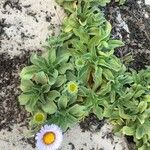 Erigeron glaucus ᱛᱟᱦᱮᱸ